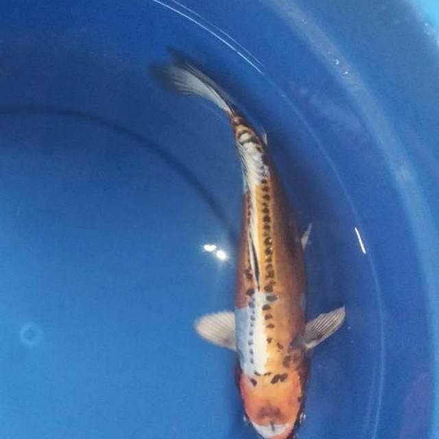 KIKOKURYU 30 CM