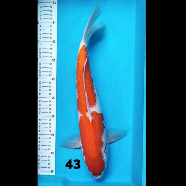Kohaku 43 cm