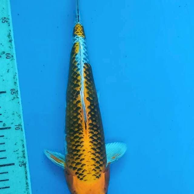 Kujaku 34cm joss