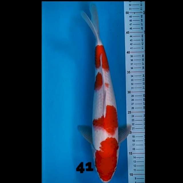 Kohaku 41 cm