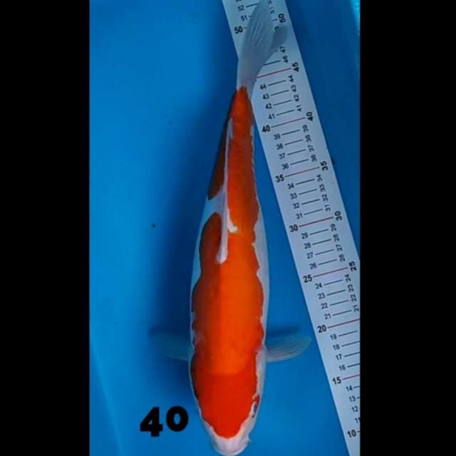 Kohaku 40 cm
