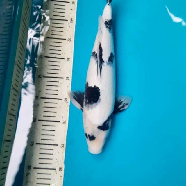 Prospek shiro utsuri Male 41cm