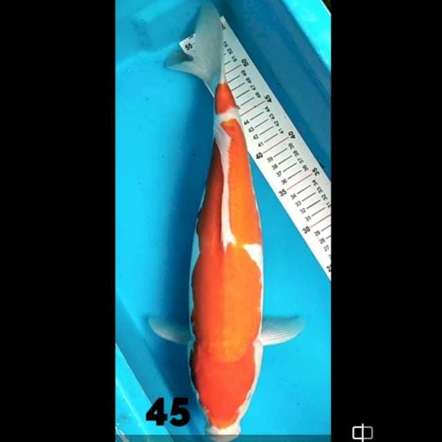 Kohaku 45 cm