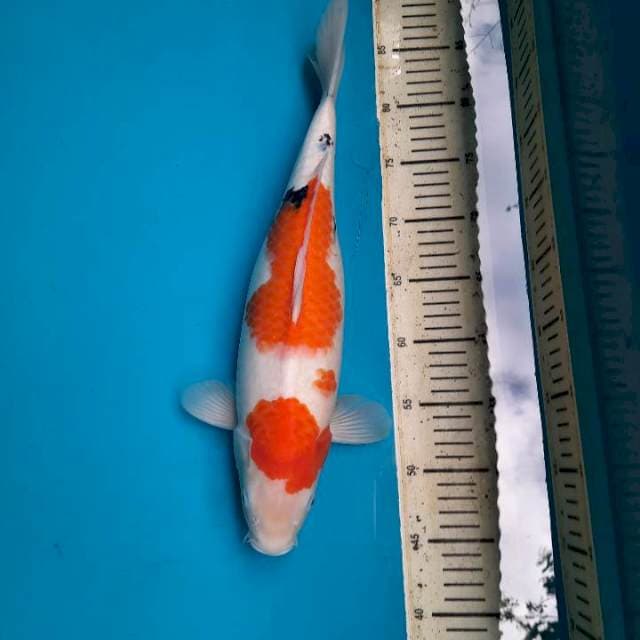 Tategoi showa 42cm Female