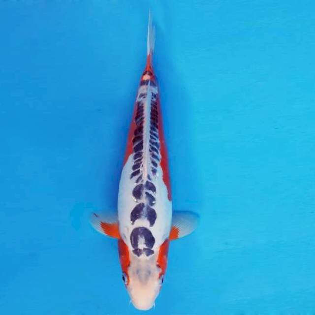 KENZEI 20 ~ SHUSUI ™