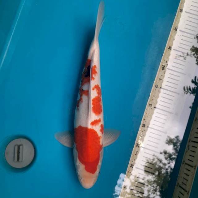 Calon jumbo tategoi showa 41cm Male