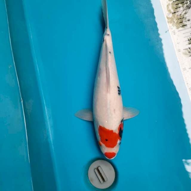 Tancho showa kuchibeni 35cm Male