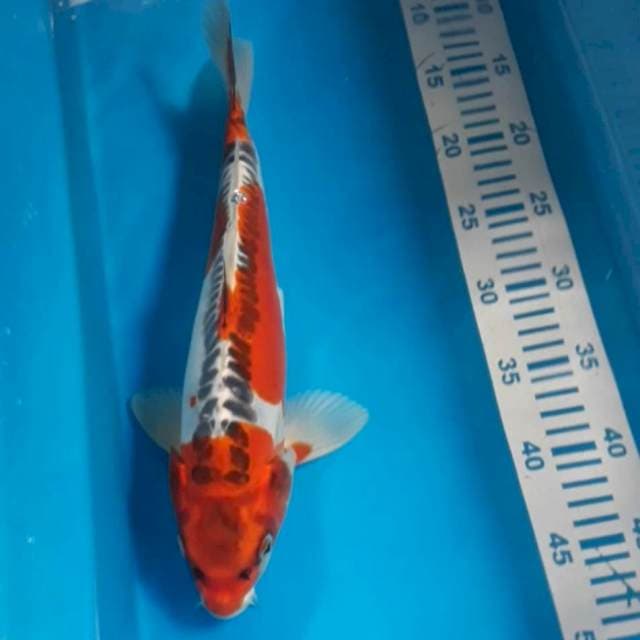 35 cm Male