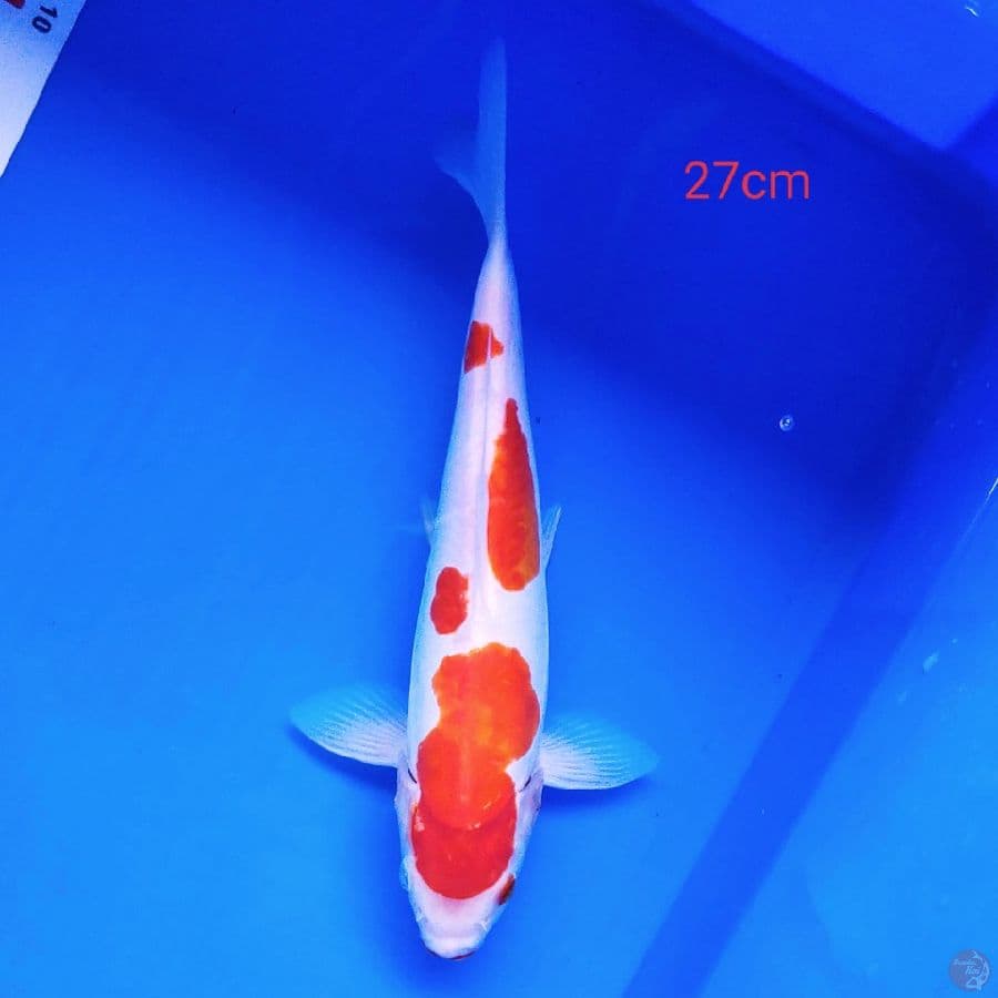 kohaku doitsu 27cm