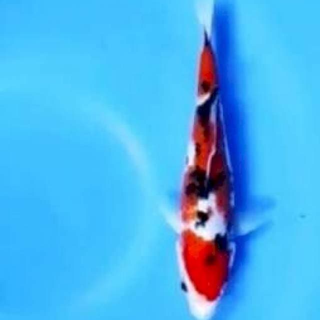 Sanke, 25cm