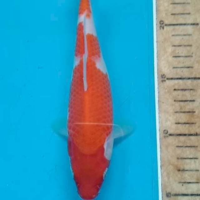 Kohaku 21 cm