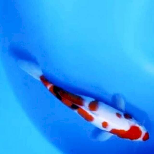 Sanke, 23cm
