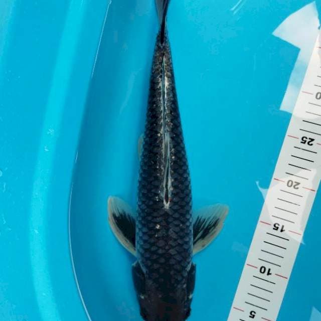 Soragoi 41cm
