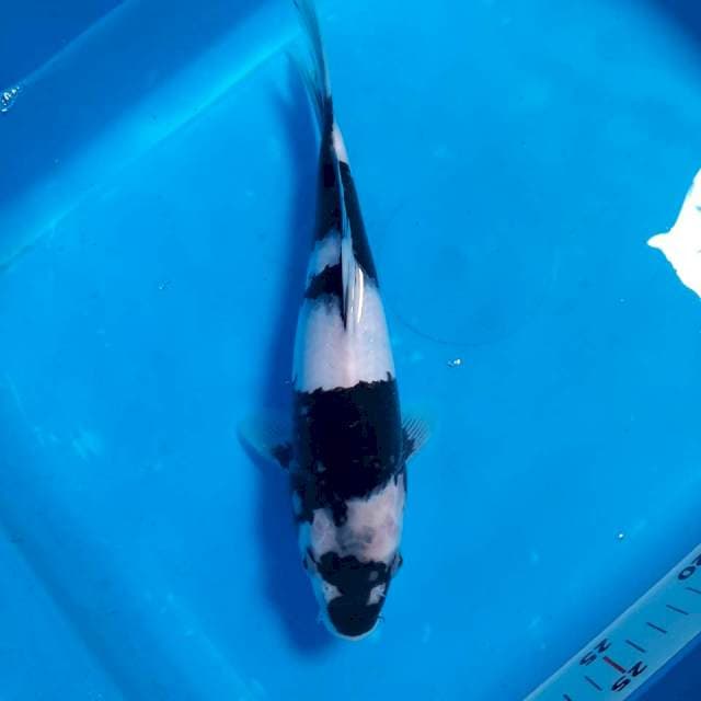Shiro, 27cm