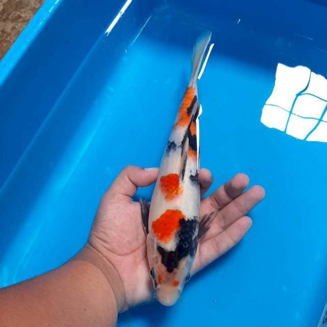 Kindai Showa, 27cm