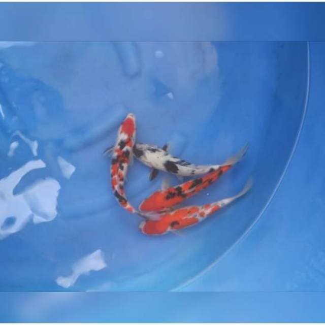PAKET 4 MIX Koi OKE