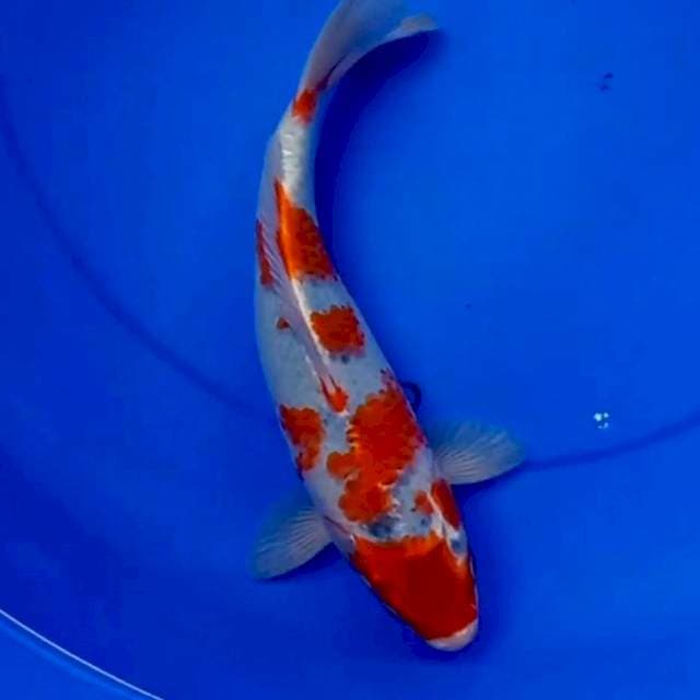 GOSHIKI ABSTRAK 30cm