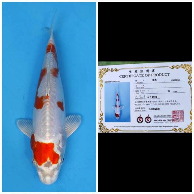 Ogata Kikushui
