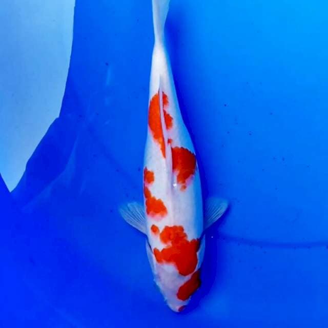 SAKURA KOHAKU