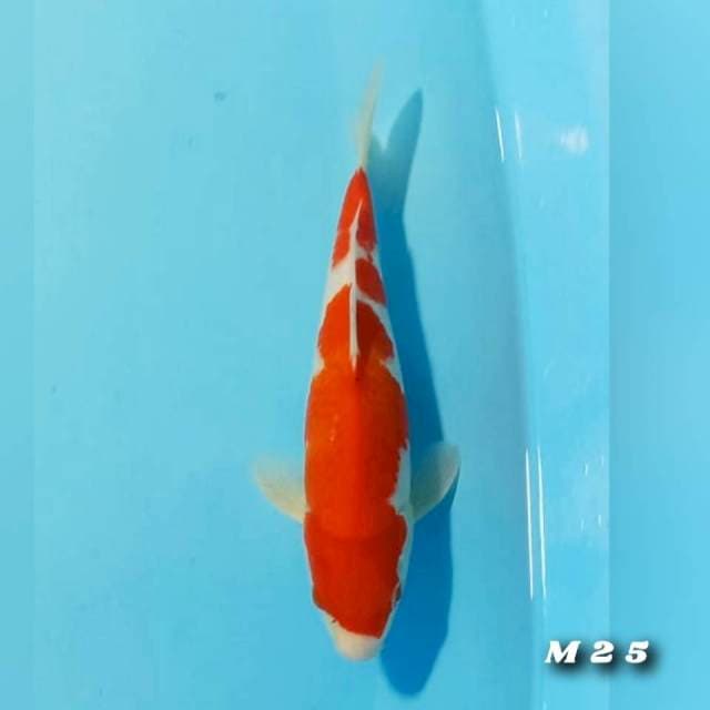 Kohaku M25