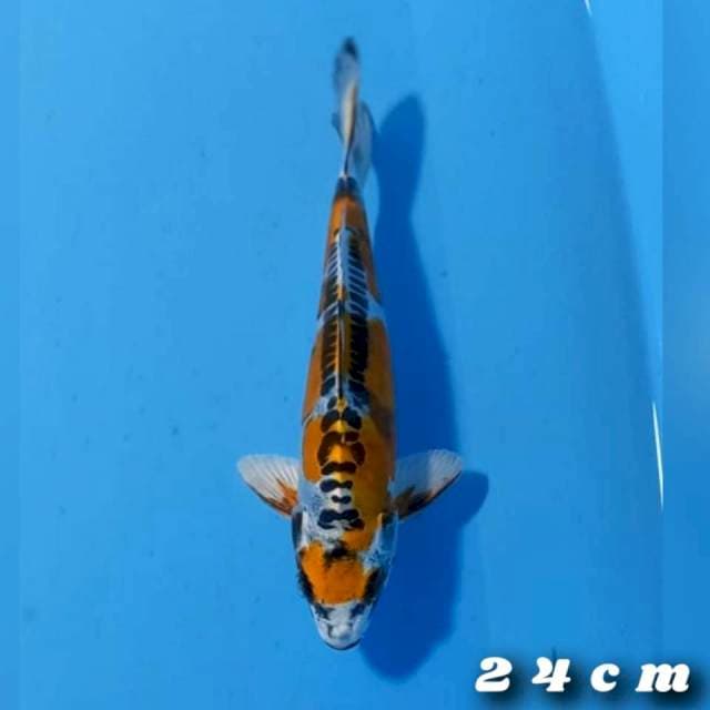 Kikokuryu 24cm