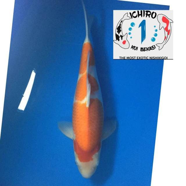 KOHAKU Import TANIGUCHI 3 Step 55BU
