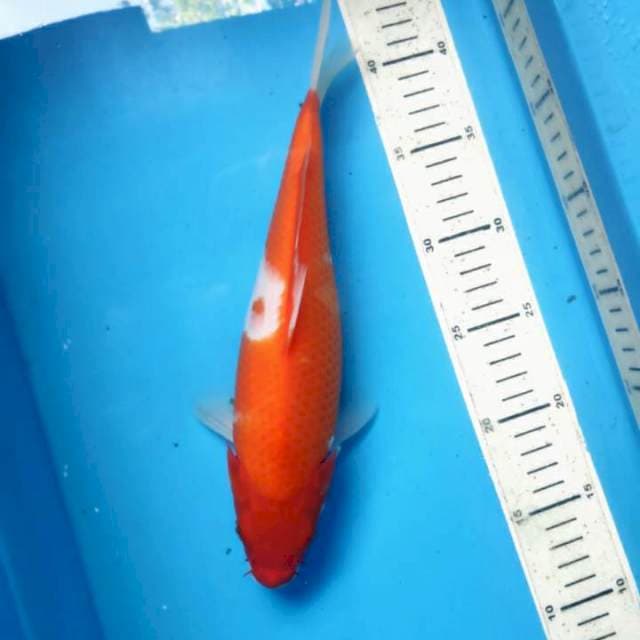 Kohaku, 28cm