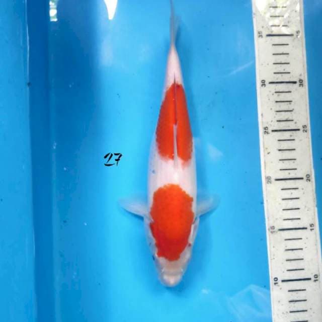 Nidan kohaku, 27cm