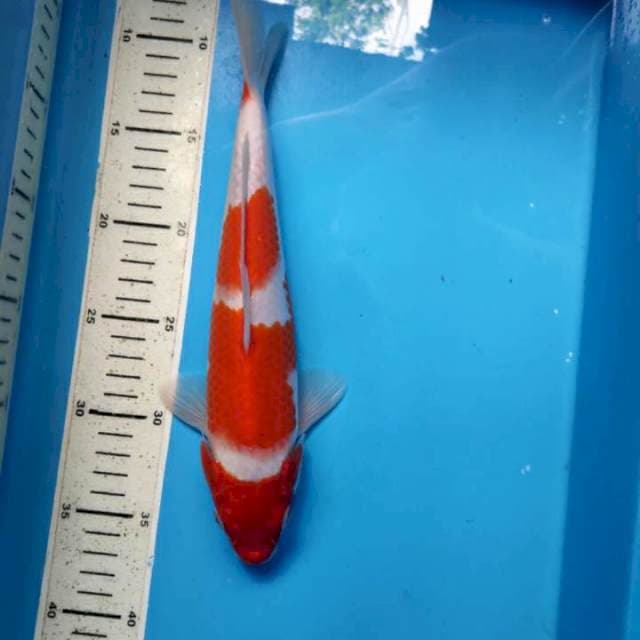 Kohaku, 28cm