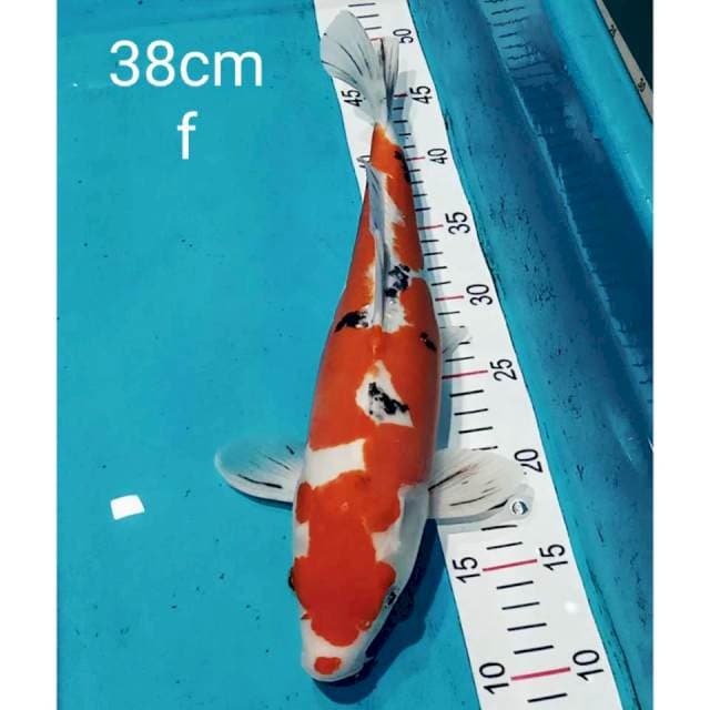 Sanke doitsu 38cm