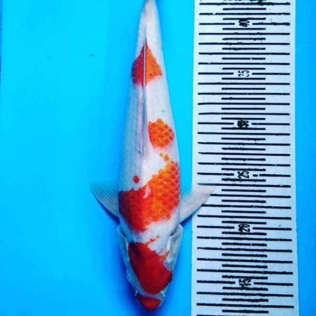 Kohaku