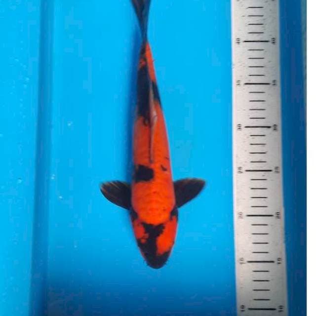 Utsuri 32cm