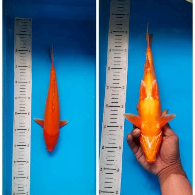 Aka hajiro doit 32cm
