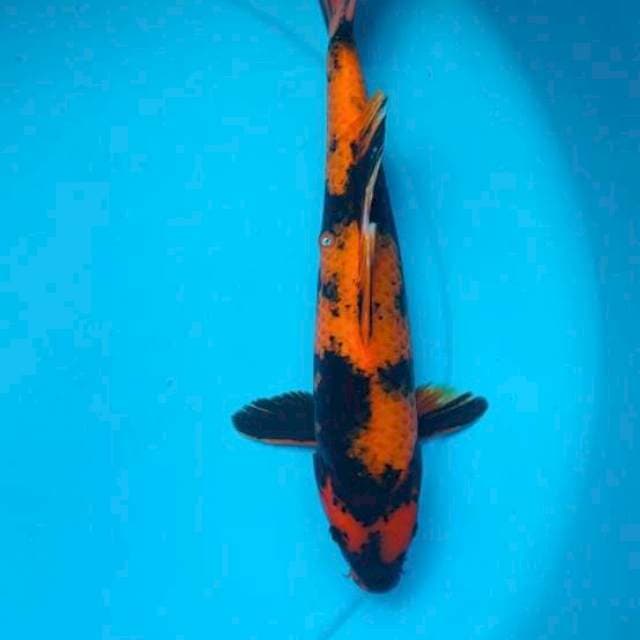 Utsuri 35cm