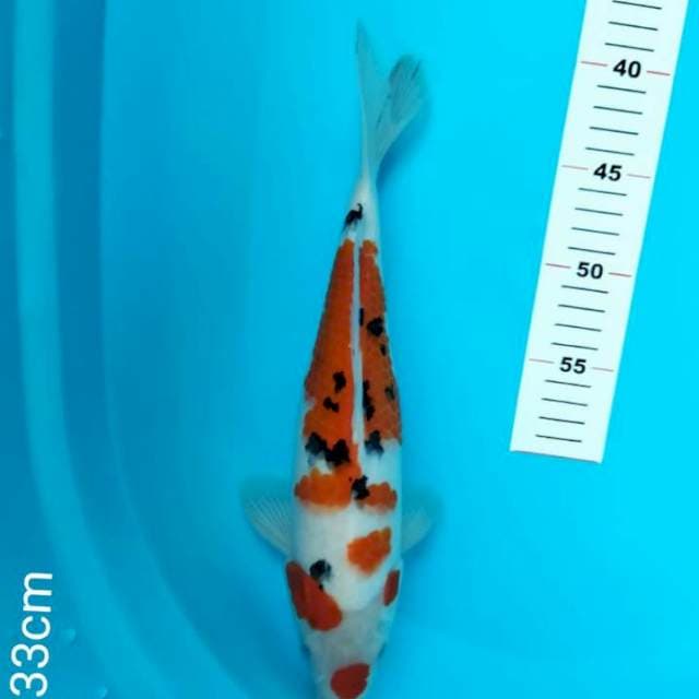 Maruten sanke 33cm