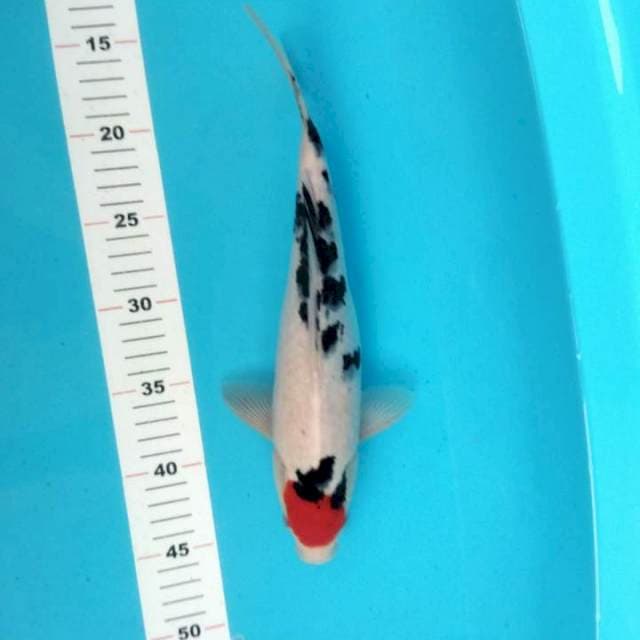 Sanke 31cm