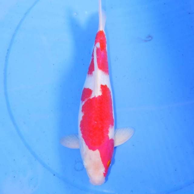 30cm KOHAKU