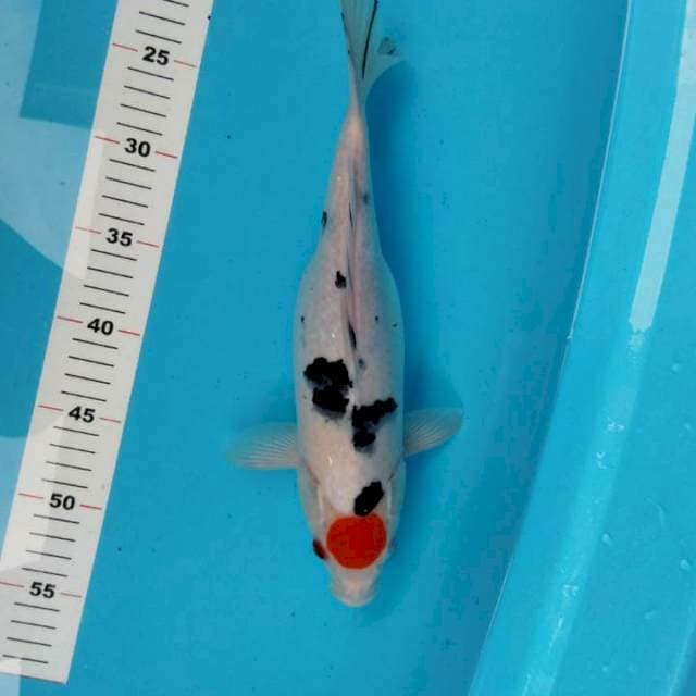 Tancho sanke 31cm