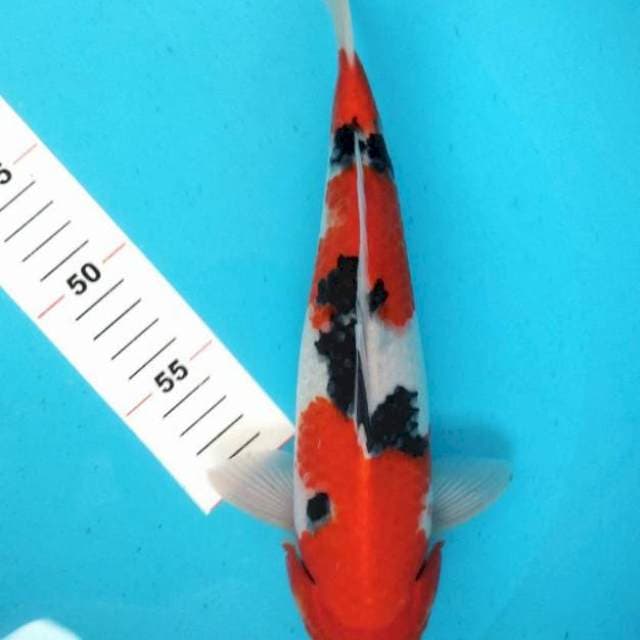 Sanke mantap 30cm