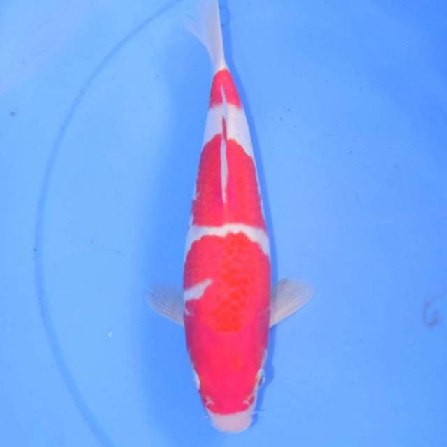 KOHAKU 3 STEP