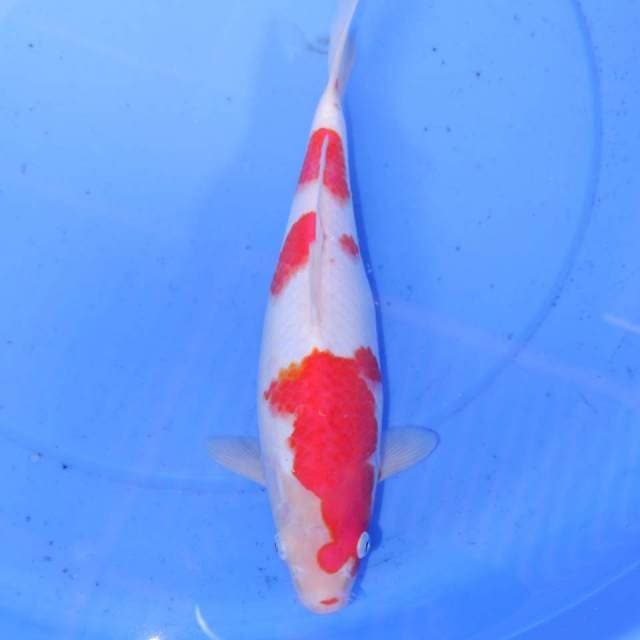 31cm KOHAKU ISTIMEWA