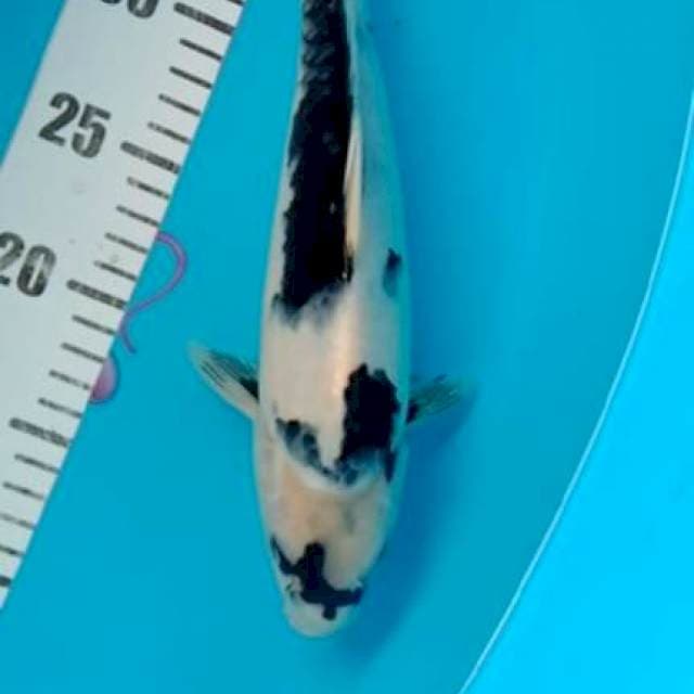 Shiro 30cm
