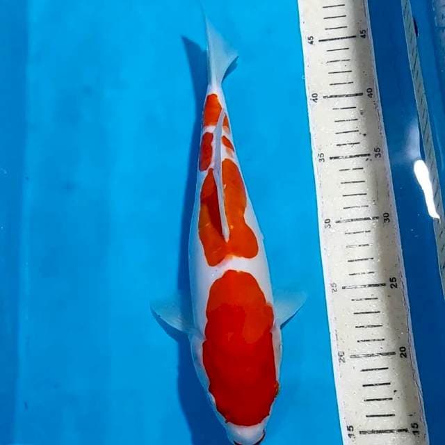 KOHAKU DOITSU 33 CM