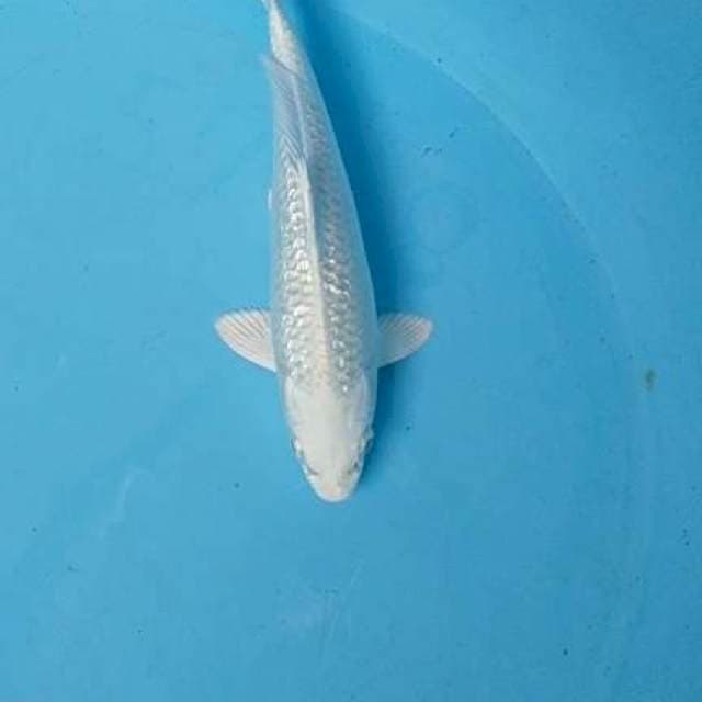 Platinum 22 cm. Ginrin