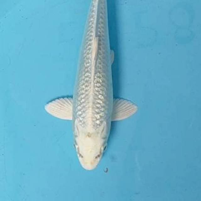 Platinum 23 cm. Ginrin