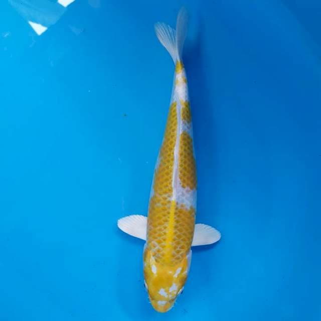 hariwake 34 cm