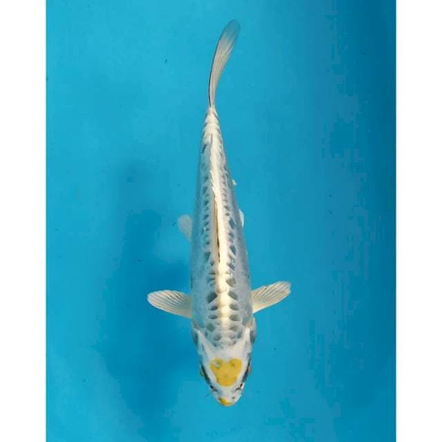 tancho kiko 23 cm