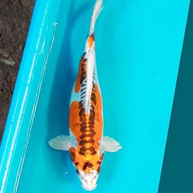 Kujaku Doit 29cm