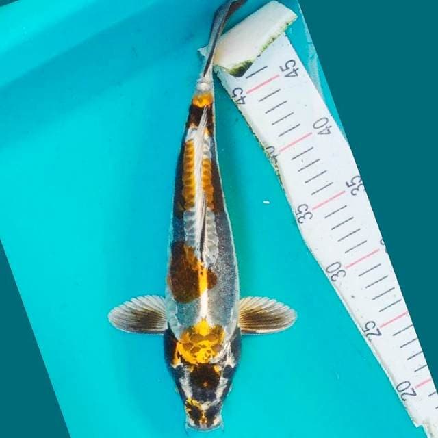 Kiko joss 32cm