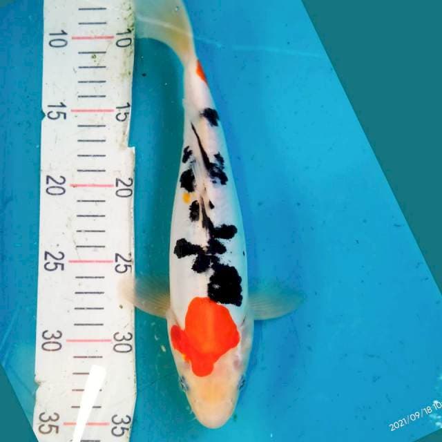 Maruten sanke doit 27cm